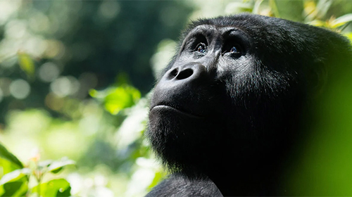 3-days-bwindi-impenetrable-forest-national-park