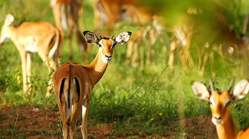 3-days-lake-mburo-national-park