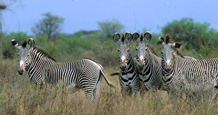 3-days-luxury-samburu-safari